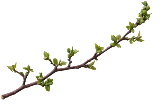 Sprouting sapling branch displays tiny green leaves in early spring growth by a sunny garden