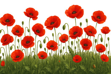 Obraz premium Field of Vibrant Red Poppies and Green Grass with Dark Background