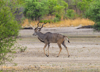 Young male kudu, Tragelaphus strepsiceros, Namibia