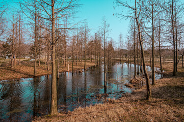 autumn in the forest