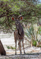 Young male kudu, Tragelaphus strepsiceros, Namibia