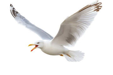 Fototapeta premium Seagull with open beak gliding in the air, showcasing its wings against a transparent background, capturing the essence of seaside birds in motion