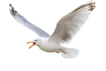 Seagull with open beak gliding in the air, showcasing its wings against a transparent background, capturing the essence of seaside birds in motion