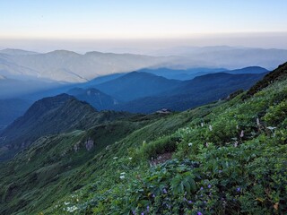 Fototapeta premium flower field on Kankoshindo Route at Mt. Hakusan in Hakusan City, Ishikawa prefecture, Japan, on a July morning.
