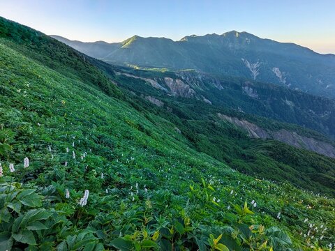 山採り天然　貴重特大美白斑紋ツリバナ　アオダモ混合株　4 山採り天然 美白斑紋 本株立ち 59 山採り天然 貴重特大美白斑紋