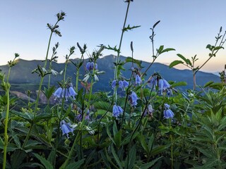 seen from a flower’s point of view on Kankoshindo Route at Mt. Hakusan in Hakusan City, Ishikawa Prefecture, Japan in July morning. Adenophora triphylla var. hakusanensis.