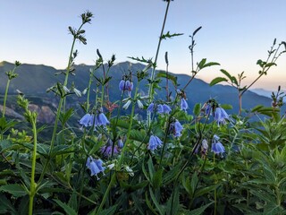 seen from a flower’s point of view on Kankoshindo Route at Mt. Hakusan in Hakusan City, Ishikawa Prefecture, Japan in July morning. Adenophora triphylla var. hakusanensis.