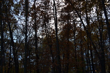 trees in the forest