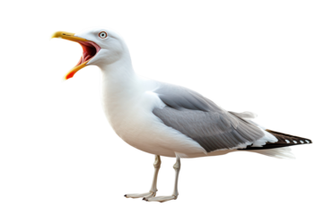 Seagull with open beak on a transparent background, displaying its features and unique coloration in a striking pose typical of coastal birds