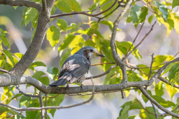 新緑の木にとまるヒヨドリの横顔