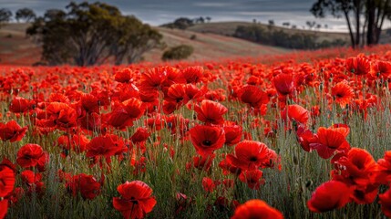Vibrant poppy field honoring Remembrance Day and Anzac Day in a serene rural landscape, filled with red flowers under a cloudy sky