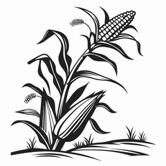 Detailed black and white line art of a ripe corn stalk with ears of corn and green leaves isolated on transparent background © Asha