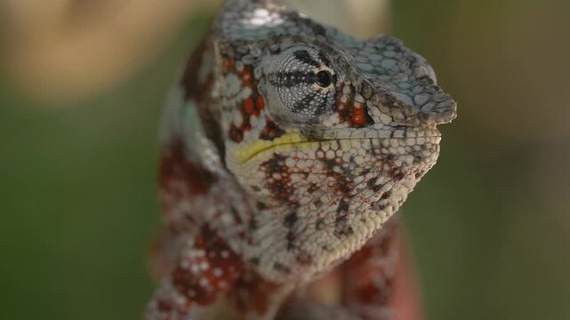 front view portrait of colorful panther chameleon male 342