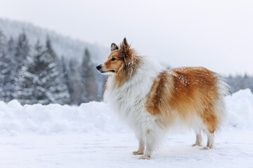 Fluffy dog standing in snowy landscape during snowfall