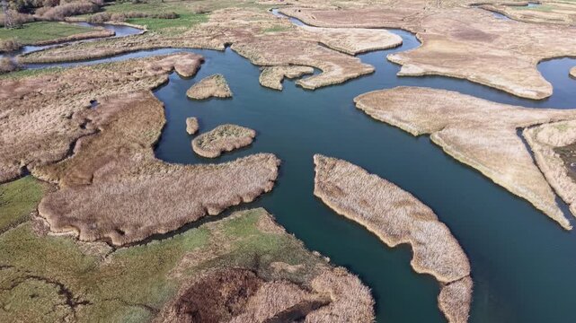 Drone view of a dense, golden-brown marsh with a dark, winding stream cutting through dried reeds and grasses.