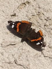 painted lady butterfly