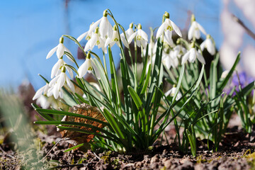 Snowdrops Emerge from Dark Earth in Spring, Close-Up View with Clear Blue Sky Background