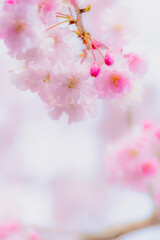 Dreamy Close-Up of Cherry Blossoms in Soft Spring Light