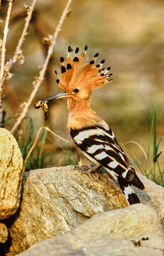 hoopoe with worm in its beak 324
