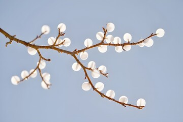 Branch with white buds against pale blue sky in springtime beauty and nature