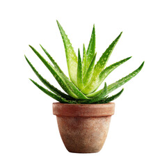 Fototapeta premium Green aloe vera plant in a terracotta pot against a black background succulent, Isolated On Black Background, Png Transparent Background, Cut Out