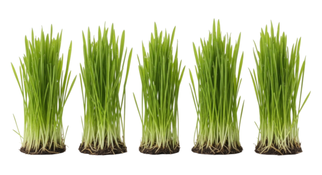 Row of Green Wheatgrass or Cat Grass Sprouts with Roots Isolated PNG Cutout Transparent - Powered by Adobe