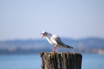 Seagull in the port of Lazise