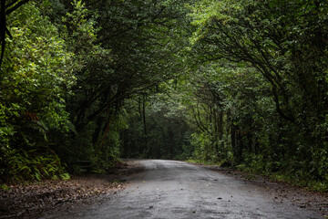 Beautiful view of green tree tunnel.