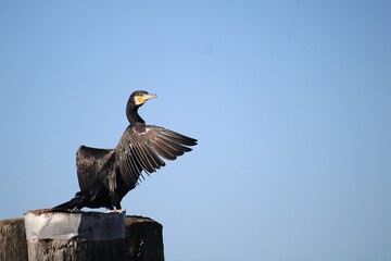 Cormorant with outstretched wings in Lazise, Lake Garda