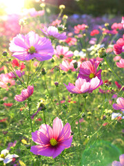 Fototapeta premium 京都府木津川市に残る恭仁宮跡近くの畑で夕日に照らされるピンクのコスモスの花をアップで捉えた写真