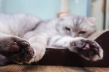Cat calm and relax , American shorthair classic silver in living room 