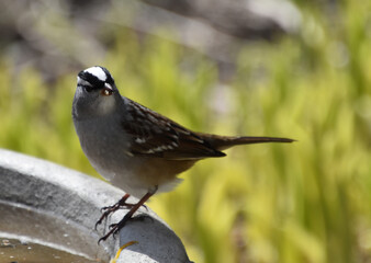 A bunting in the garden, Sainte-Apolline, Québec, Canada