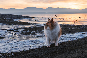 Fluffy shetland sheepdog dog by frozen lake at winter sunset