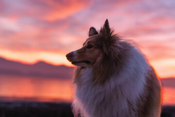Shetland sheepdog Fluffy dog portrait at colorful sunrise by lake