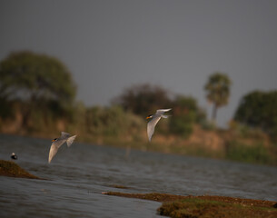 Two common river tern in mid flight with its wings fully spread, soaring over a small, muddy island. The background is well blurred with lush green and blue sky.