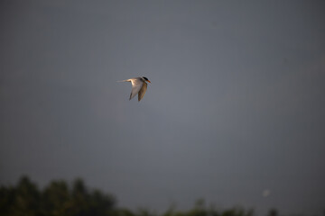 A common river tern in mid flight with its wings fully spread. The background is well blurred with blue sky and mountain.
