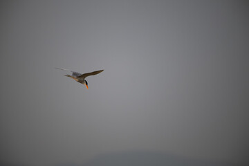 A common river tern in mid flight with its wings fully spread. The background is well blurred with blue sky and mountain.