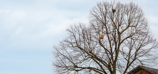 giant hornet in a tree. Asian wasp nest, Vespa velutina in a tree.