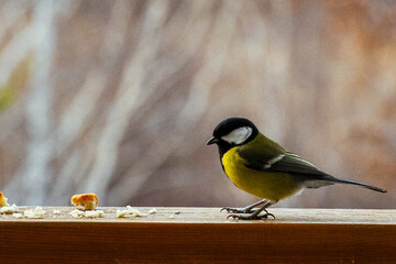 bird Titmouse yellow belly is pecking at crumbs on a wooden surface, surrounded by a blurred natural background, showcasing wildlife feeding behavior