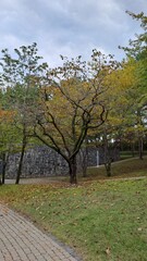 Naklejka premium autumn persimmon tree in a quiet park with stone wall background