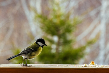 bird Titmouse yellow belly is pecking at crumbs on a wooden surface, surrounded by a blurred natural background, showcasing wildlife feeding behavior
