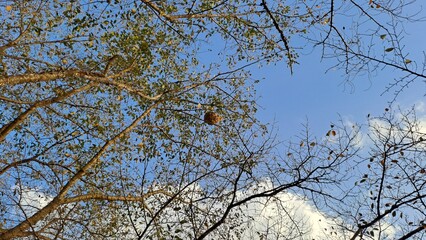 hornet's nest high in a tree against blue sky