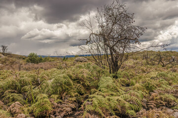 Fototapeta premium Burnt bushes in a semi desert area on an overcast sky, in La Candelaria desert in the eastern Andean mountains of central Colombia, near the town of Raquira.