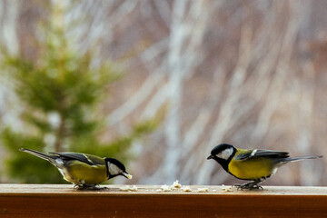 bird Titmouse yellow belly is pecking at crumbs on a wooden surface, surrounded by a blurred natural background, showcasing wildlife feeding behavior