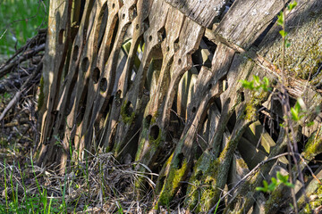 A rustic wooden fence stands tall, beautifully illustrating the passage of time and natures reclaiming process