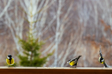 bird Titmouse yellow belly is pecking at crumbs on a wooden surface, surrounded by a blurred natural background, showcasing wildlife feeding behavior © Irina
