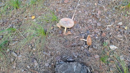 two wild toadstool mushrooms on forest floor covered in pine needles and cones
