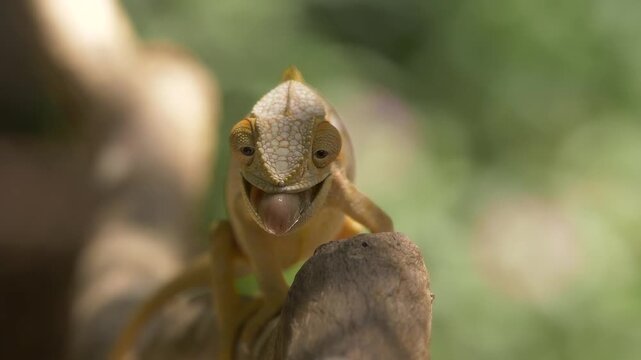 panther chameleon female catches grasshopper with long tongue, slomo 353