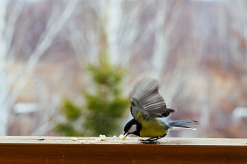 bird Titmouse yellow belly is pecking at crumbs on a wooden surface, surrounded by a blurred natural background, showcasing wildlife feeding behavior