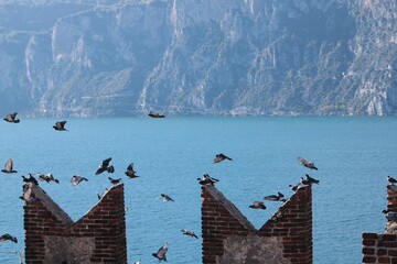 Gulls gathering on the bastion of Malcesine Castle, Lake Garda, Italy